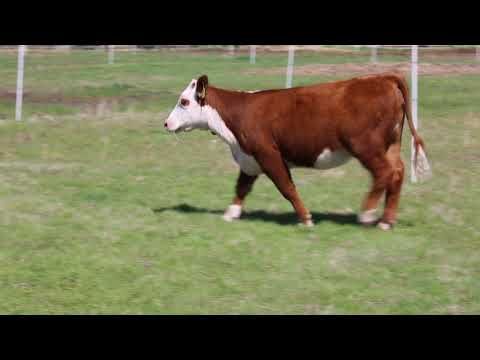 JPDL T/R Marilyn Monroe G213 ET