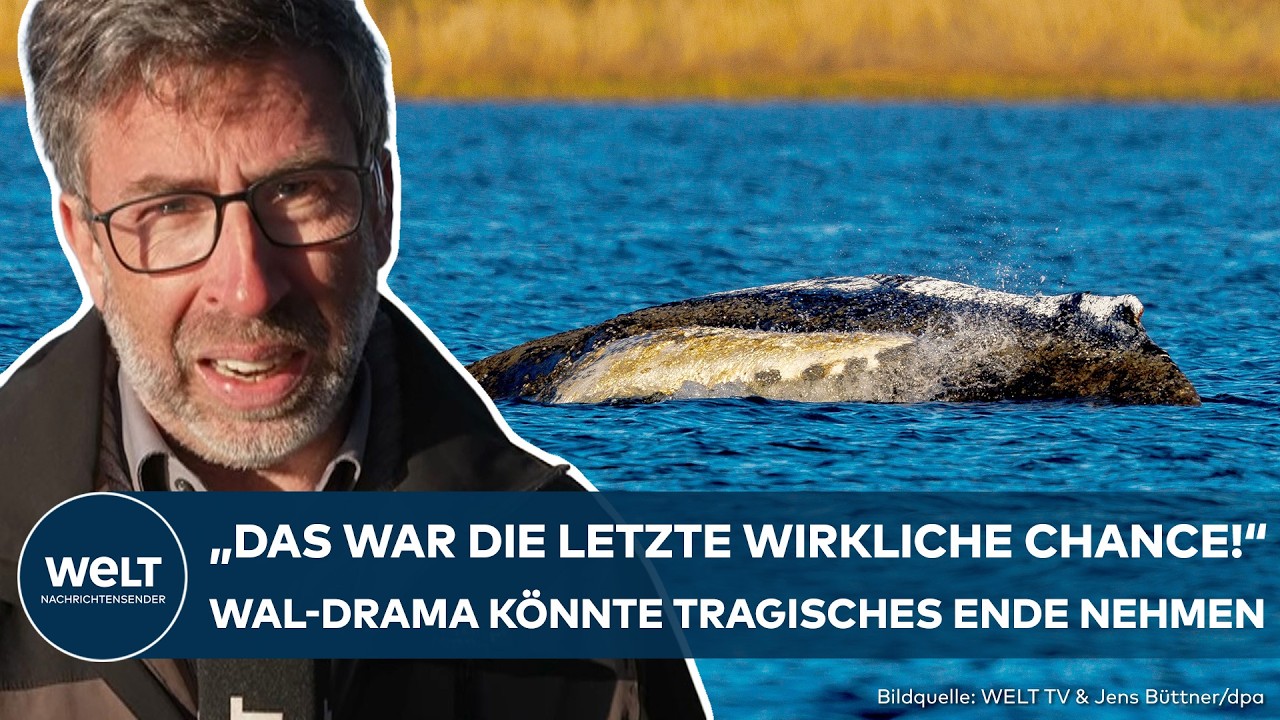 DRAMA VOR POEL: Wal Timmy liegt zur Hälfte über Wasser! Hoffnung auf Rettung schwindet