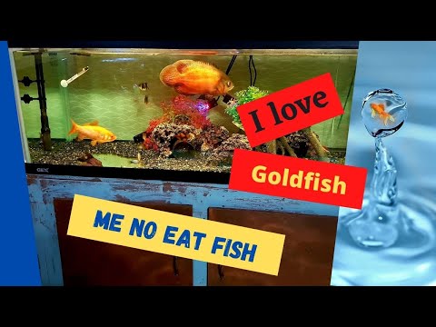 YouTube video about: Can oscar fish live with goldfish?
