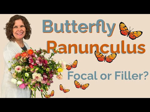 Is Butterfly Ranunculus a Focal or Filler Flower? I Dive Deep into Ranunculus at My Shop.