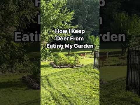 This is how you can best keep deer out of your garden. Check the description for more #deer #garden