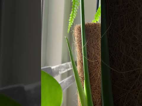 うちのモンステラ・デリシオサが泣いているのはなぜですか？これは悪い兆候ですか？  庭園