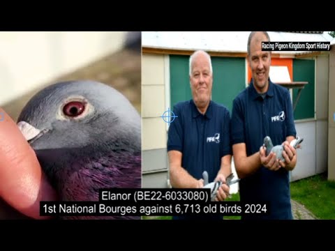 2024 Wim & Steven De Troy 1st National Bourges against 6,713 old birds (Berlaar, BE)
