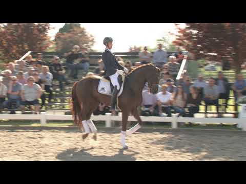 Hengstenstation van Uytert -Furst Jazz