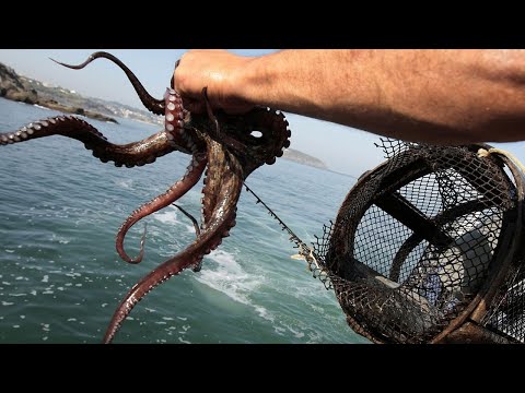 Amazing Watch How Hunting Octopus Underwater Videos - Diving under the sea to Catch Big Octopus!