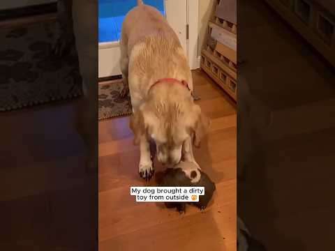 My Labrador Brought This 😱