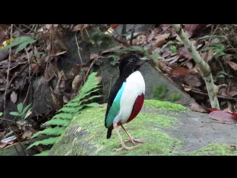 Pita molucká (Pitta maxima) — endemit severných Moluky na ostrove Halmahera