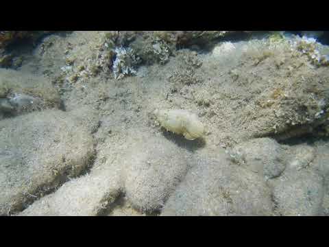 Common cuttlefish (Sepia officinalis)