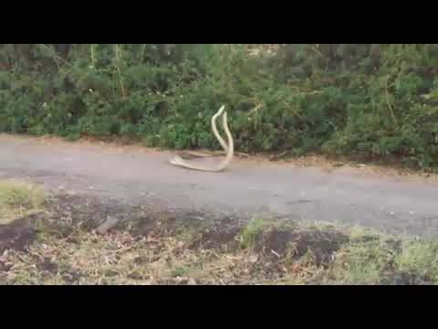 download lagu mp3 mp4 Bhojpuri Nagin Ringtone Mp3 Song, download lagu Bhojpuri Nagin Ringtone Mp3 Song gratis, unduh video klip Bhojpuri Nagin Ringtone Mp3 Song