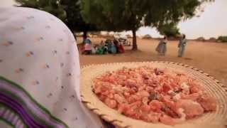 Les arbres d'or du Sahel