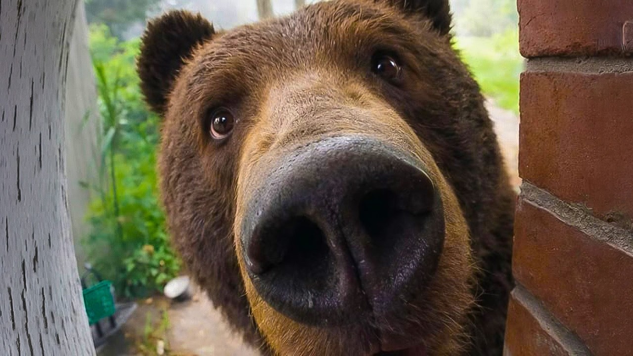 Bear Visits Woman’s Front Door Every Morning, Then She Learns Why!