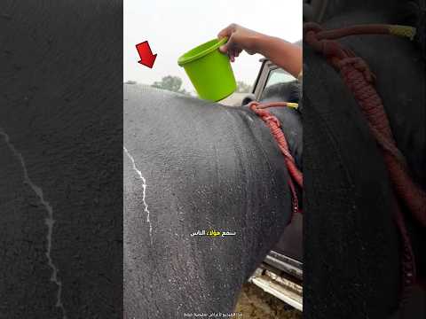 اعتنوا جيدا بالجاموس ليرفعوا سعره😮 #shorts