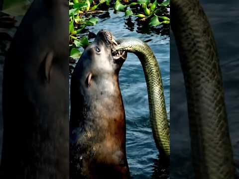 Nature’s Shocking Moment: Sea Lion Attacks Snake in the River #snake #animal #nature #tools #shorts