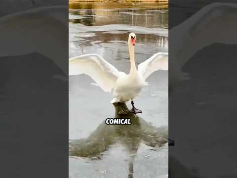 XL Animals Look COMPLETELY Different Up Close! 🐴🦢🐧#animals #funny #science #shortfeed #cute