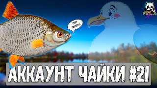 The seagull in the chat has become transparent #pp4