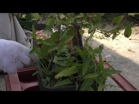 ゴールデンニレ 植物
