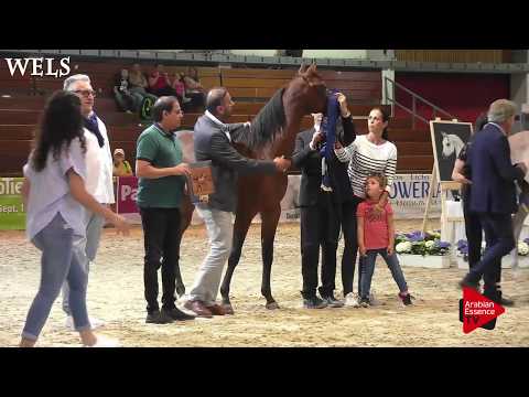 N.23 D BAREQ - Wels 2018 - International Yearling Colt Championship SILVER