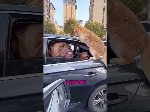 CİMCİME İş Başında 🥹🥲