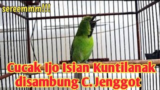 Download lagu Cucak ijo ngekek isian kunti disambung cucak jenggot mp3