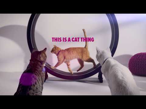 Cheristin® for Cats Commercial: It's a Cat Thing