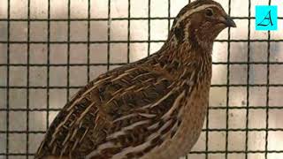 Download lagu Cukup 3 menit!!! Burung Puyuh bakal buka paruh dan gacor mp3 Download lagu Cukup 3 menit!!! Burung Puyuh bakal buka paruh dan gacor mp3