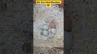 We Lost Our Girl.  Collecting Today's Eggs  #chickens #backyardchickens #eating #food #update #birds