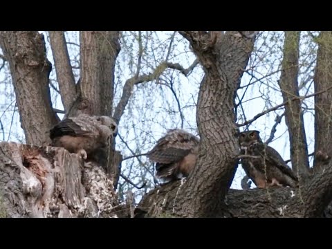 Mom with prey feeding her babies
