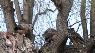 Mom with prey feeding her babies