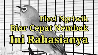 Download lagu Pleci Ngriwik Biar Cepat Nembak Bongkar Isian Tera... mp3