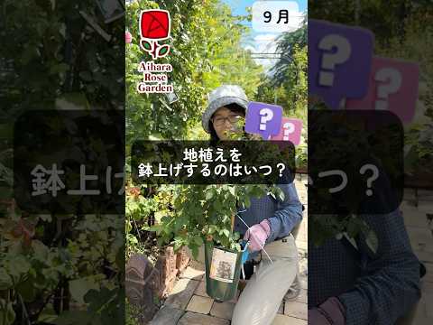 つるバラの植え方