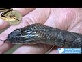 60 Second Snakes The Northern Water Snake