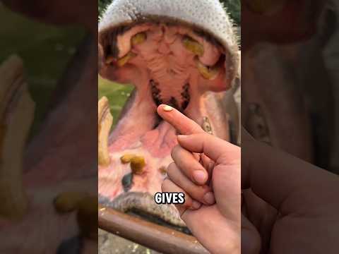 The “Blood” on This Hippo Isn’t Blood 😳