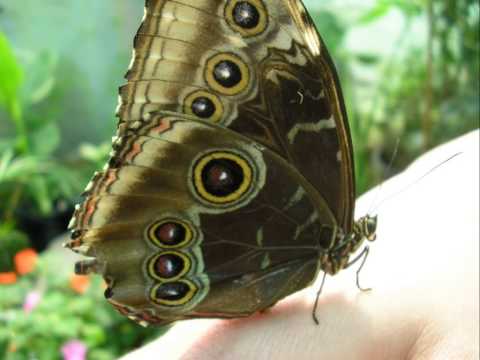 Alma Chillout - La Alegria De Vivir