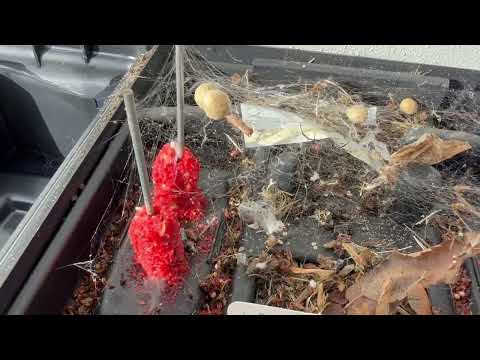Female Black Widow & Egg Sacs Found Inside Bait Station in Freehold, NJ
