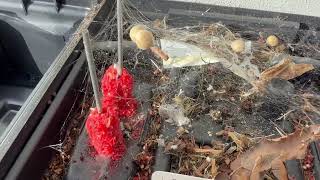 Watch video: Female Black Widow & Egg Sacs Found Inside Bait Station in Freehold, NJ