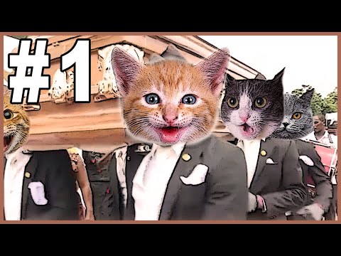 Dancing Funeral Coffin Meme - CATS VERSION