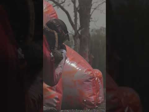 Paintball Battles!