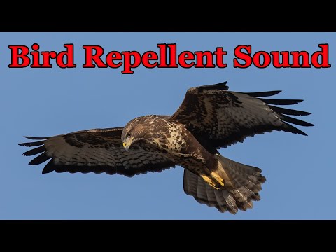 Bird Repellent Sound 🦅 Buzzard voice - 3 hours