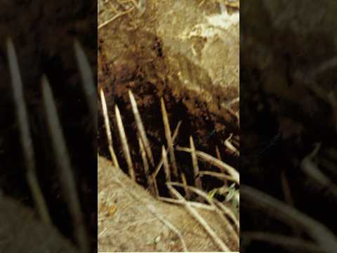 Tunnel Rat in the Vietnam War