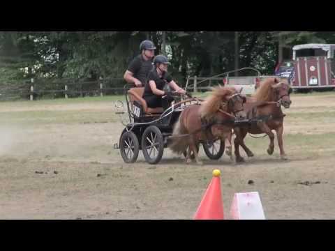 Julia und die Shettys Hans&Biene im kombinierten Hindernis