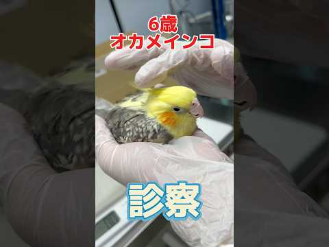 卵を産んだ翌日に吐いて元気がない6歳のオカメインコが動物病院にやって来た！