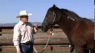 What is a Mustang Horse; Rick Gore Horsemanship;  www.thinklikeahorse.org