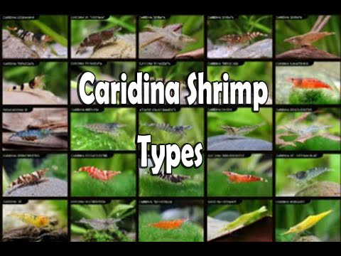 Caridina Shrimp Types - Shrimp Tank Setup - Caridina Shrimp Keeping Breeding Shrimp Water Parameters