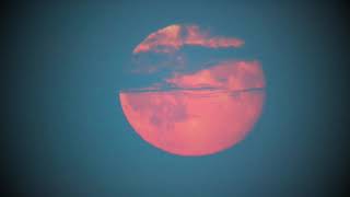 Vincent Hank - Pink Moon ( Nick Drake Cover )