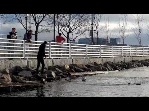 Save that soccer ball from the Boston Harbor, LoPresti Park