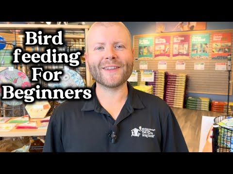 Bird Feeding for Beginners: The Ultimate Guide