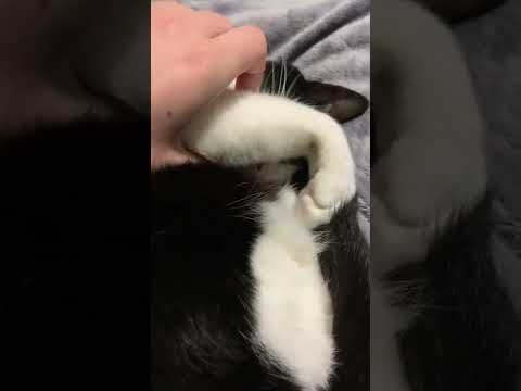 cat snoring and dreaming