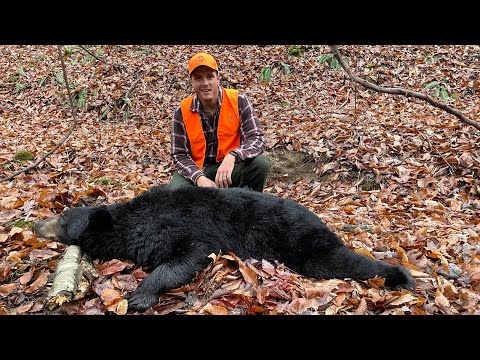 How to HUNT BLACK BEARS without HOUNDS or BAIT