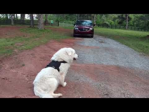 Knut quit before getting back to the van