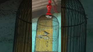 Download lagu pleci buxtoni sukabumi nembak materi aneh? mp3